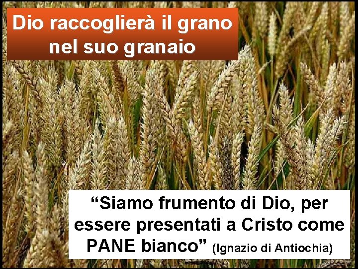 Dio raccoglierà il grano nel suo granaio “Siamo frumento di Dio, per essere presentati