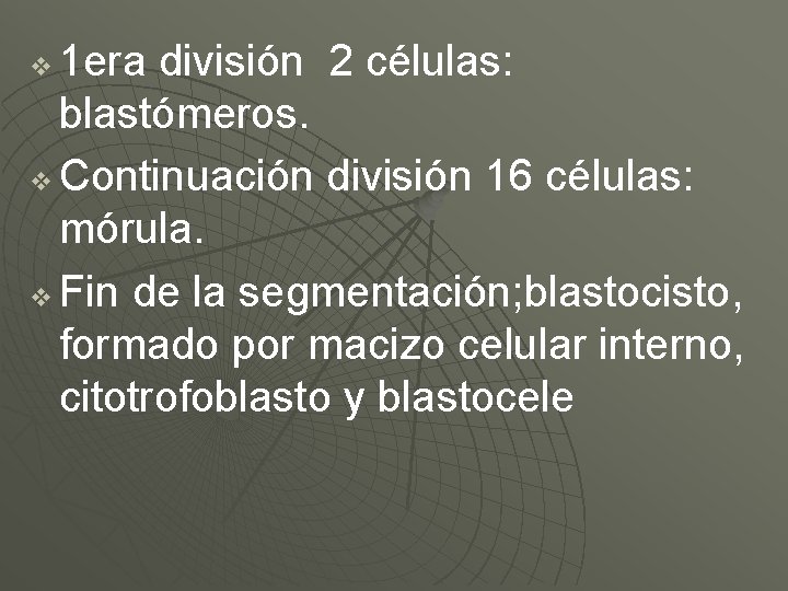 1 era división 2 células: blastómeros. v Continuación división 16 células: mórula. v Fin