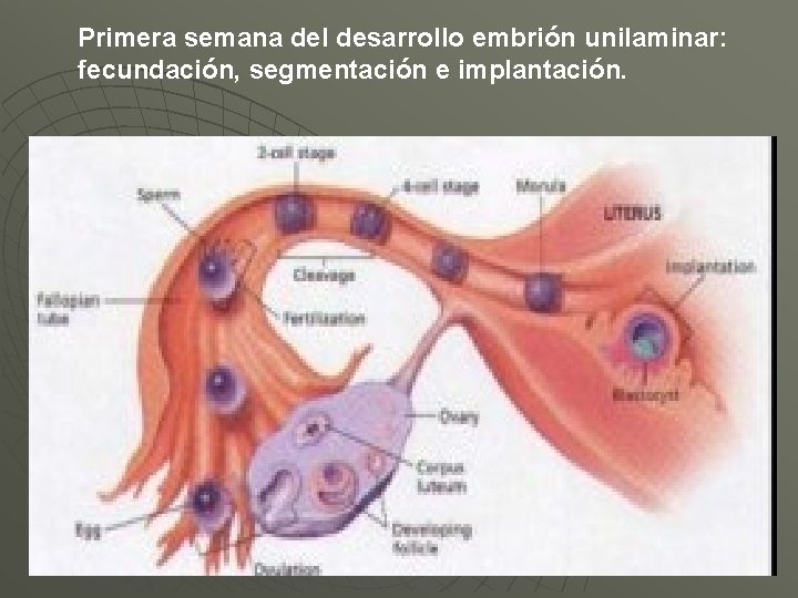 Primera semana del desarrollo embrión unilaminar: fecundación, segmentación e implantación. 