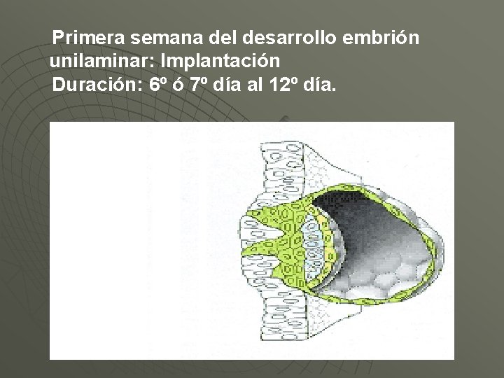 Primera semana del desarrollo embrión unilaminar: Implantación Duración: 6º ó 7º día al 12º