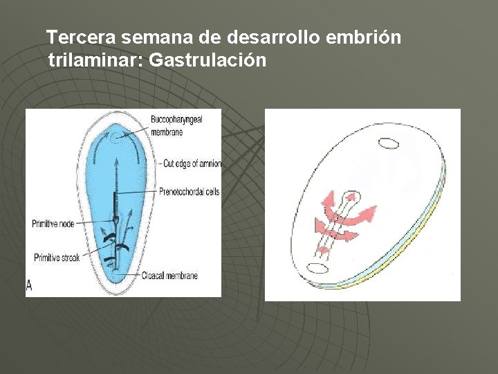 Tercera semana de desarrollo embrión trilaminar: Gastrulación 