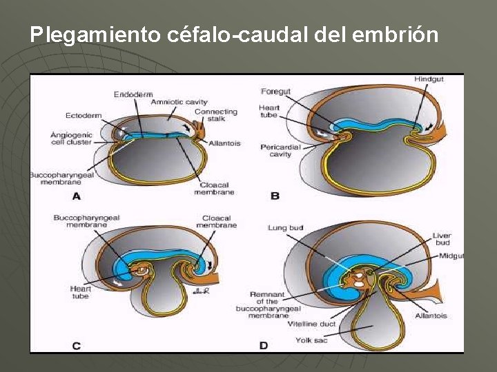 Plegamiento céfalo-caudal del embrión 