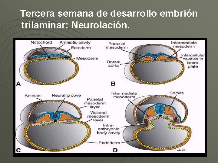 Tercera semana de desarrollo embrión trilaminar: Neurolación. 