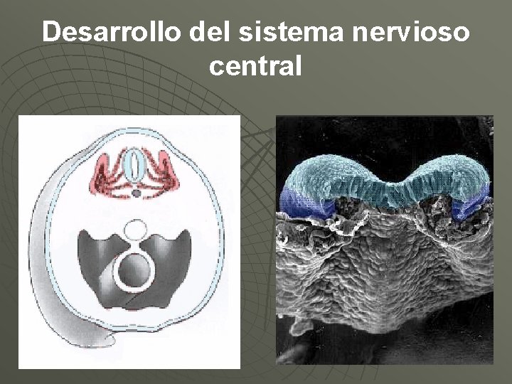 Desarrollo del sistema nervioso central 