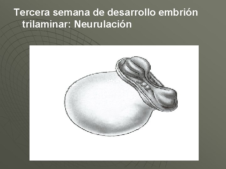 Tercera semana de desarrollo embrión trilaminar: Neurulación 