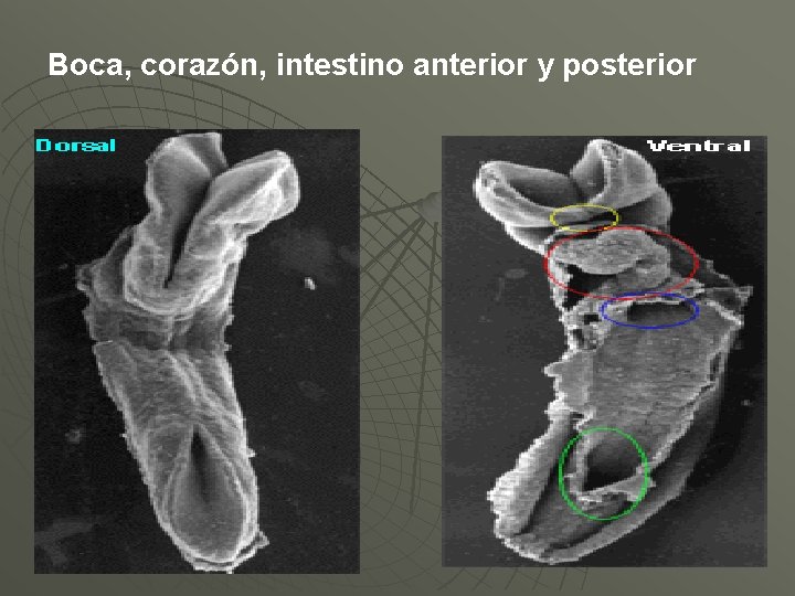 Boca, corazón, intestino anterior y posterior 