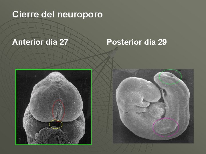 Cierre del neuroporo Anterior día 27 Posterior día 29 