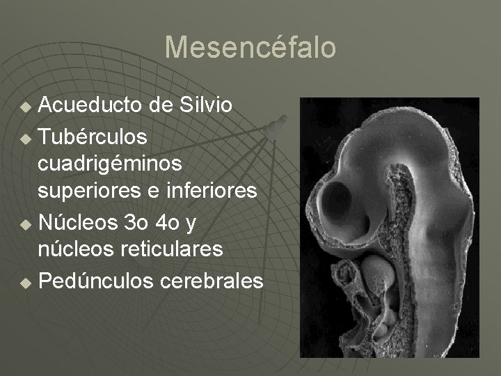 Mesencéfalo Acueducto de Silvio u Tubérculos cuadrigéminos superiores e inferiores u Núcleos 3 o