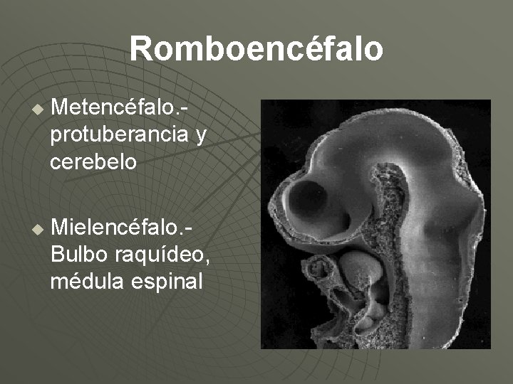 Romboencéfalo u u Metencéfalo. protuberancia y cerebelo Mielencéfalo. Bulbo raquídeo, médula espinal 
