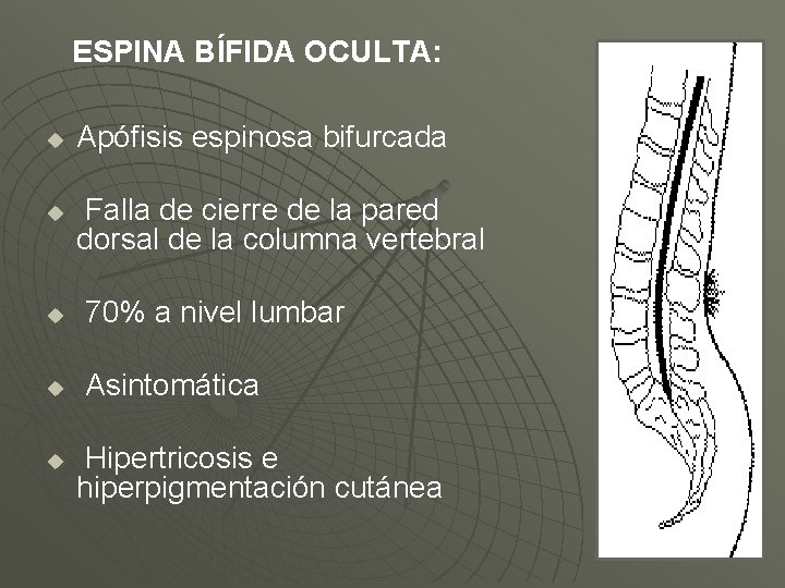 ESPINA BÍFIDA OCULTA: u u Apófisis espinosa bifurcada Falla de cierre de la pared