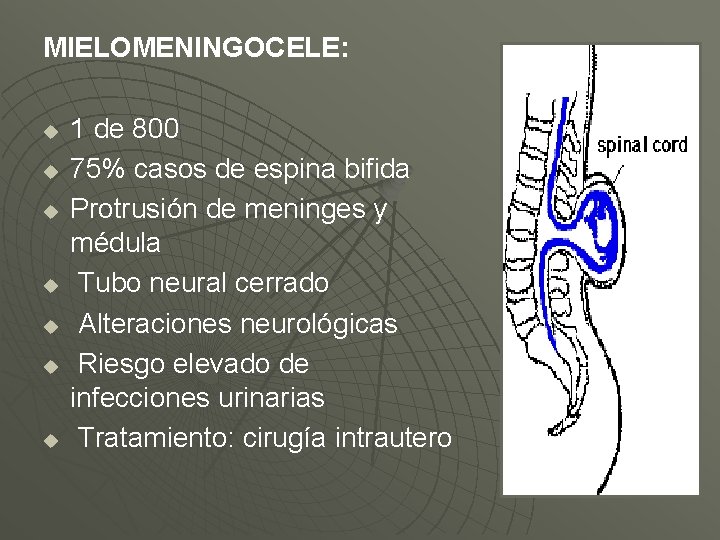 MIELOMENINGOCELE: u u u u 1 de 800 75% casos de espina bifida Protrusión