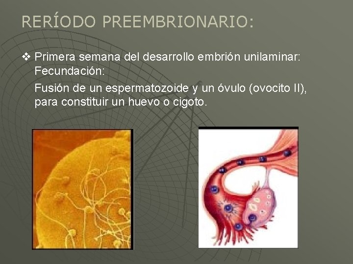 RERÍODO PREEMBRIONARIO: v Primera semana del desarrollo embrión unilaminar: Fecundación: Fusión de un espermatozoide