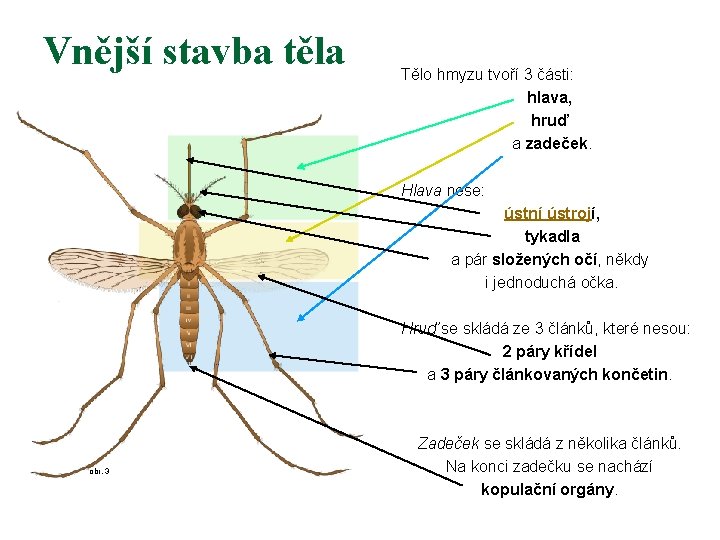 Vnější stavba těla Tělo hmyzu tvoří 3 části: hlava, hruď a zadeček. Hlava nese: