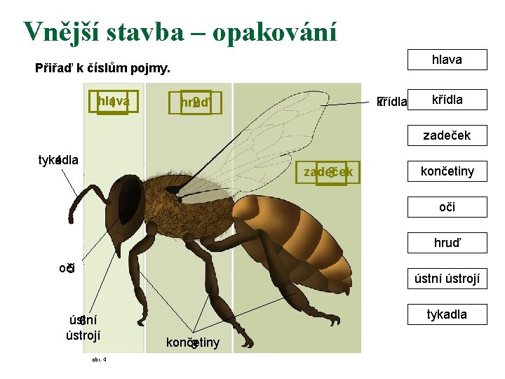 Vnější stavba – opakování hlava Přiřaď k číslům pojmy. hlava 1 hruď 2 křídla