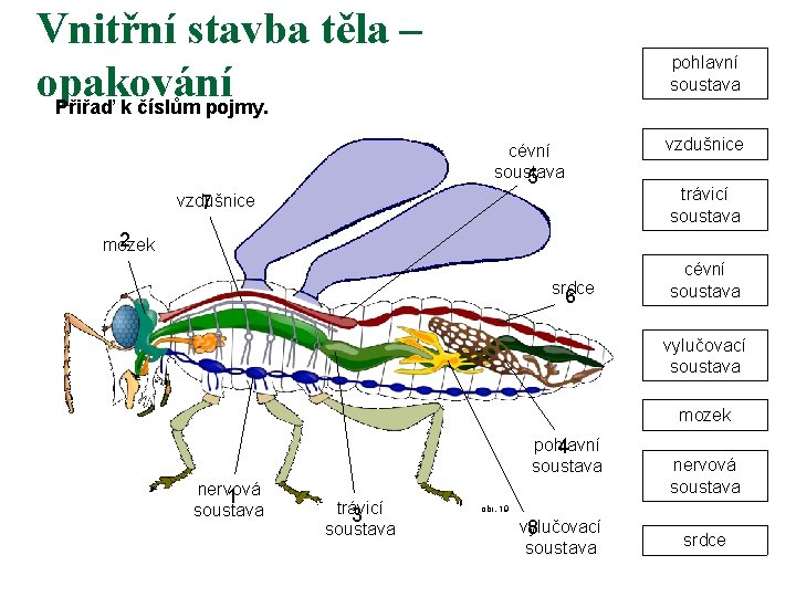 Vnitřní stavba těla – opakování Přiřaď k číslům pojmy. pohlavní soustava cévní soustava 5