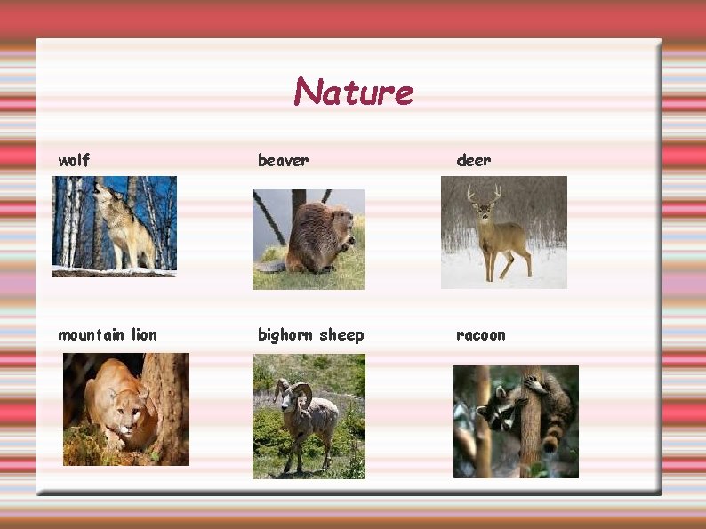 Nature wolf beaver deer mountain lion bighorn sheep racoon 