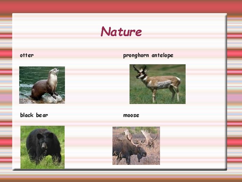 Nature otter pronghorn antelope black bear moose 