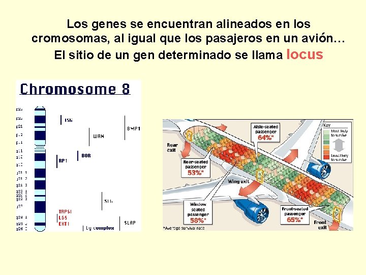Los genes se encuentran alineados en los cromosomas, al igual que los pasajeros en