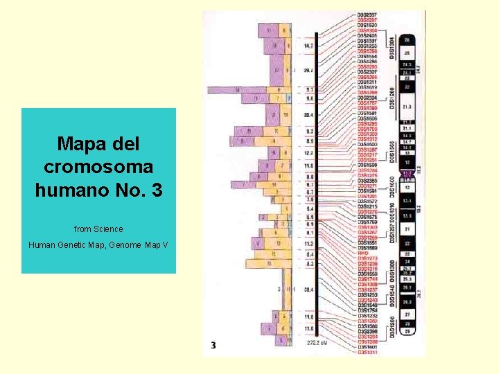 Mapa del cromosoma humano No. 3 from Science Human Genetic Map, Genome Map V