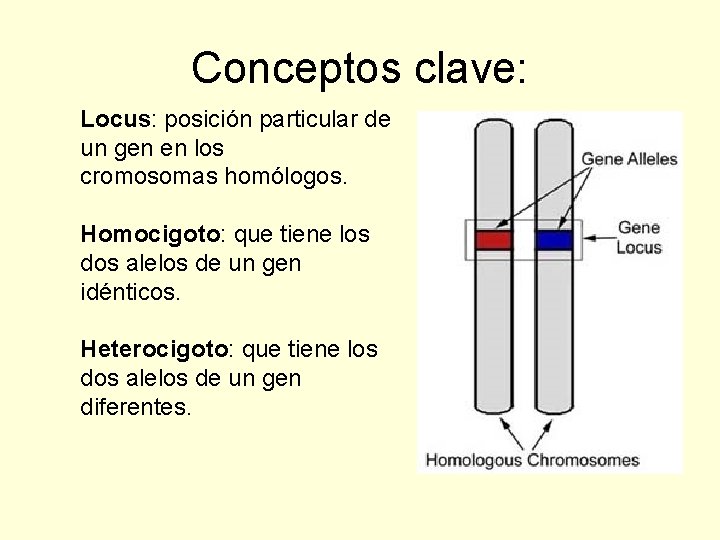 Conceptos clave: Locus: posición particular de un gen en los cromosomas homólogos. Homocigoto: que