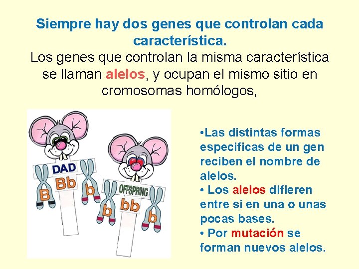 Siempre hay dos genes que controlan cada característica. Los genes que controlan la misma