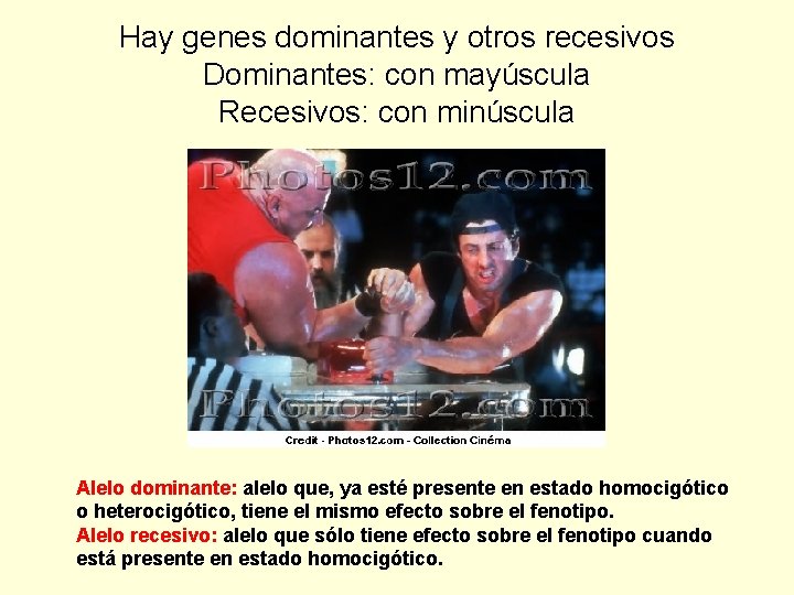 Hay genes dominantes y otros recesivos Dominantes: con mayúscula Recesivos: con minúscula Alelo dominante: