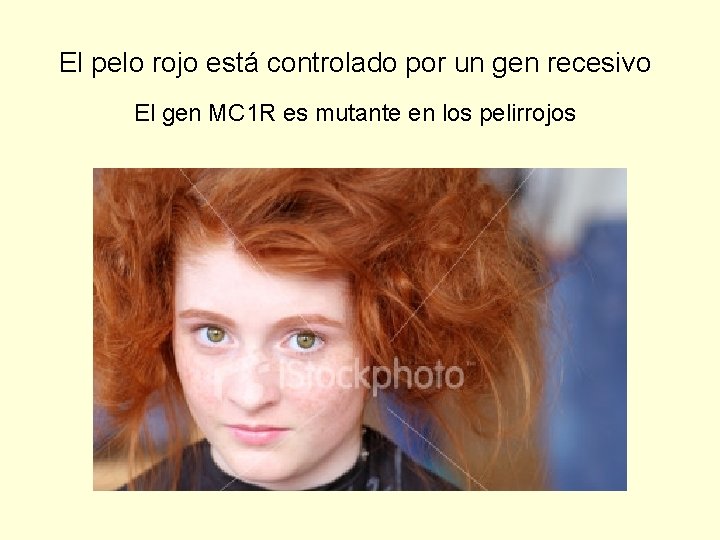 El pelo rojo está controlado por un gen recesivo El gen MC 1 R