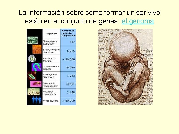 La información sobre cómo formar un ser vivo están en el conjunto de genes: