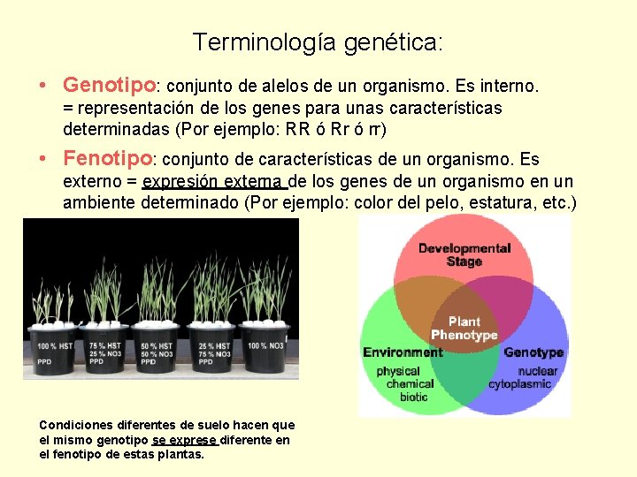 Terminología genética: • Genotipo: conjunto de alelos de un organismo. Es interno. = representación