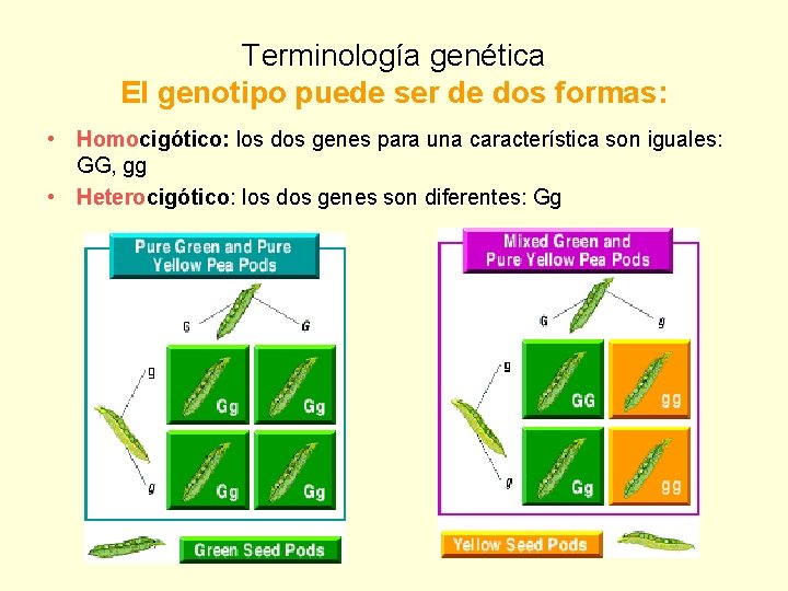 Terminología genética El genotipo puede ser de dos formas: • Homocigótico: los dos genes