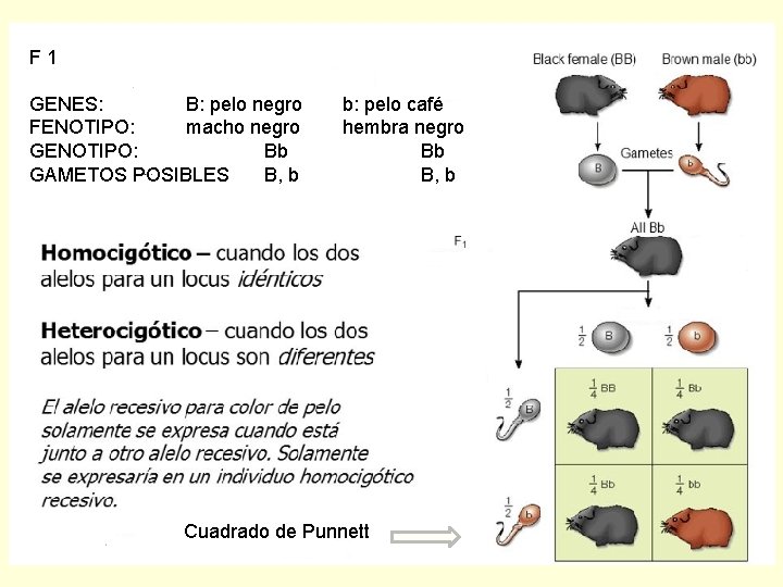 F 1 GENES: B: pelo negro FENOTIPO: macho negro GENOTIPO: Bb GAMETOS POSIBLES B,