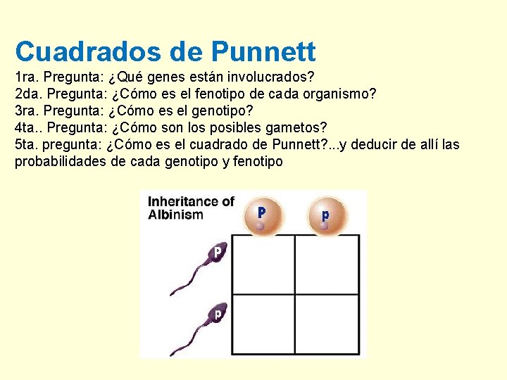 Cuadrados de Punnett 1 ra. Pregunta: ¿Qué genes están involucrados? 2 da. Pregunta: ¿Cómo