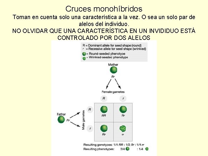 Cruces monohíbridos Toman en cuenta solo una característica a la vez. O sea un