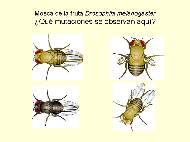 Mosca de la fruta Drosophila melanogaster ¿Qué mutaciones se observan aquí? 