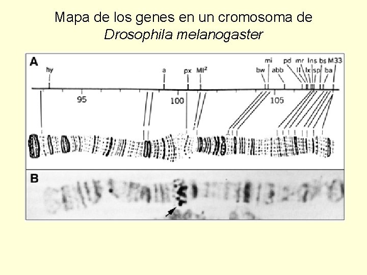 Mapa de los genes en un cromosoma de Drosophila melanogaster 