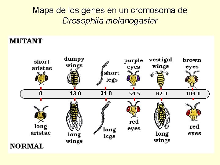 Mapa de los genes en un cromosoma de Drosophila melanogaster 