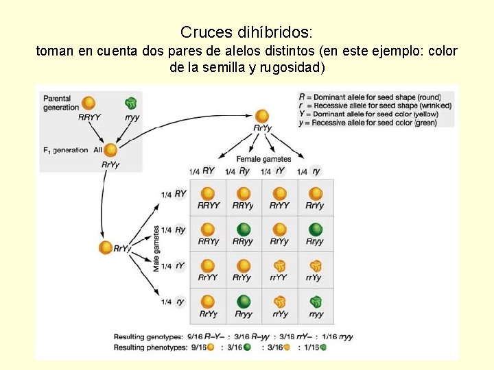 Cruces dihíbridos: toman en cuenta dos pares de alelos distintos (en este ejemplo: color