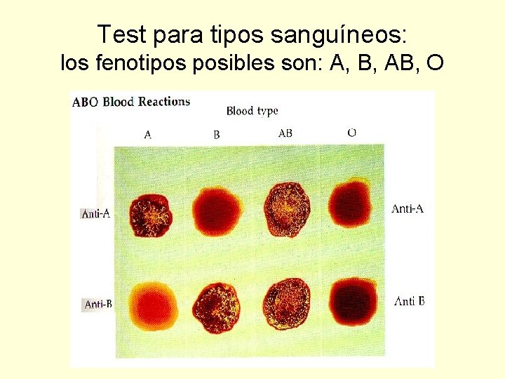 Test para tipos sanguíneos: los fenotipos posibles son: A, B, AB, O 