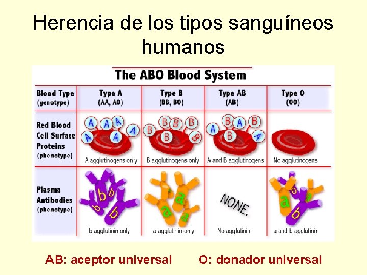 Herencia de los tipos sanguíneos humanos AB: aceptor universal O: donador universal 