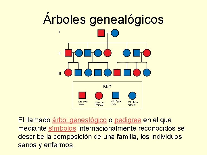 Árboles genealógicos El llamado árbol genealógico o pedigree en el que mediante símbolos internacionalmente