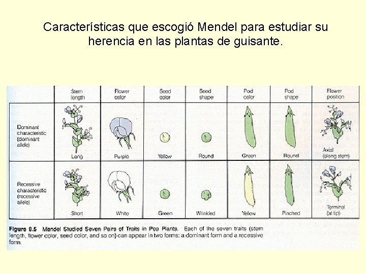 Características que escogió Mendel para estudiar su herencia en las plantas de guisante. 