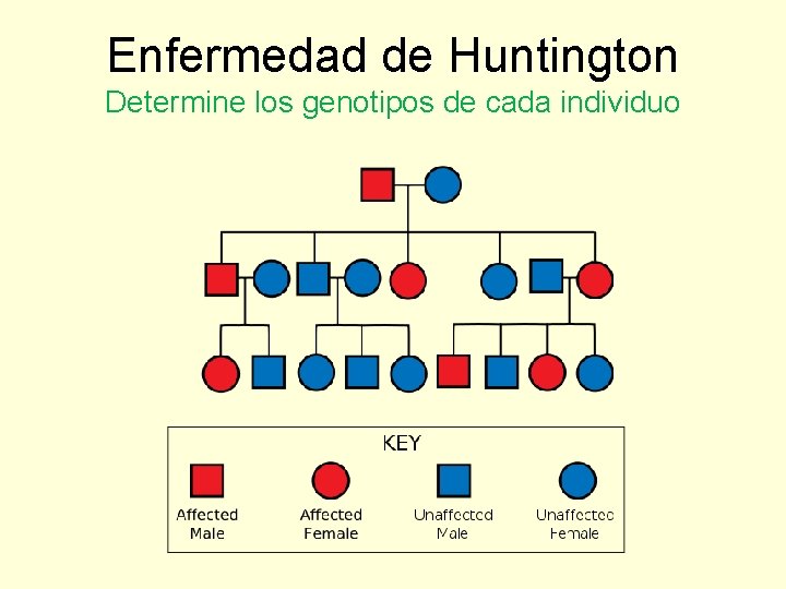 Enfermedad de Huntington Determine los genotipos de cada individuo 