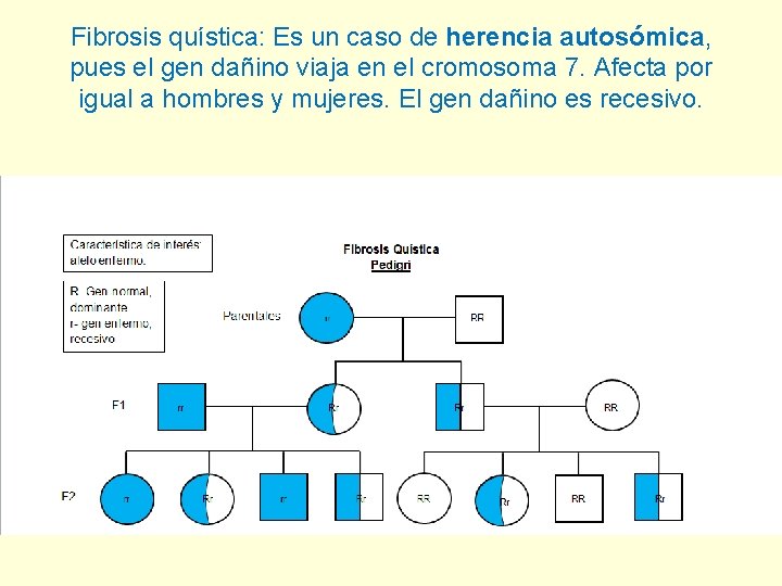 Fibrosis quística: Es un caso de herencia autosómica, pues el gen dañino viaja en