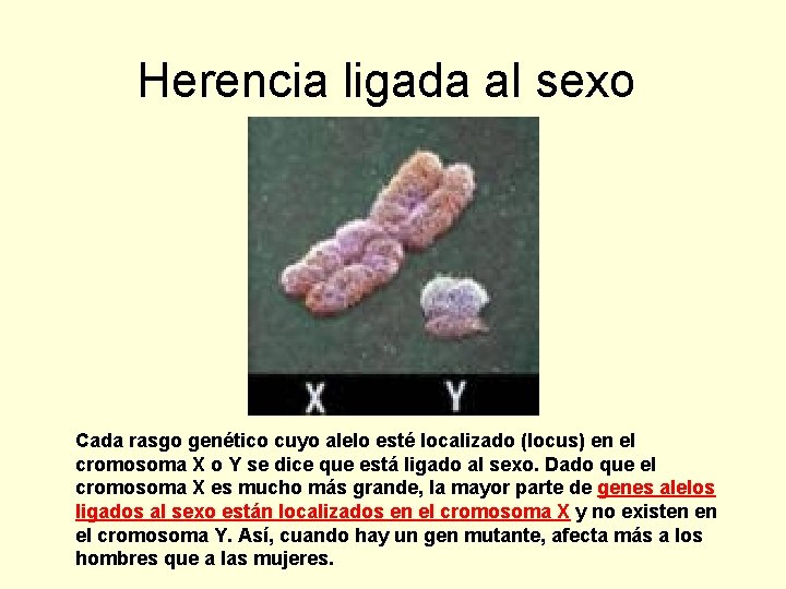 Herencia ligada al sexo Cada rasgo genético cuyo alelo esté localizado (locus) en el