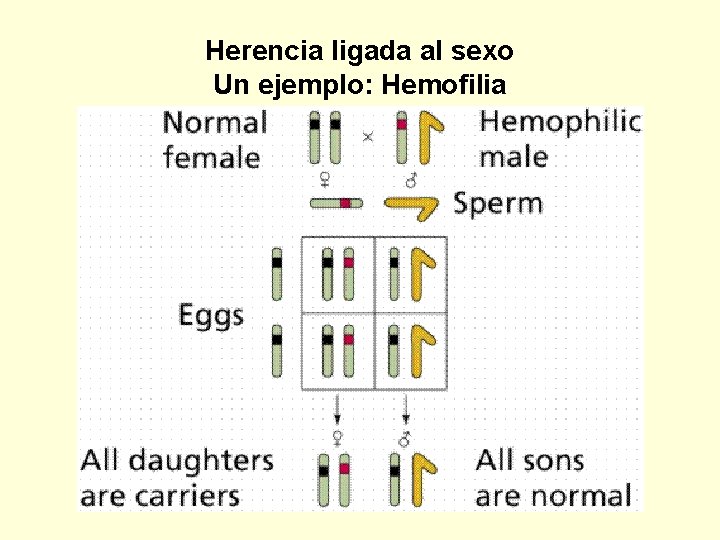 Herencia ligada al sexo Un ejemplo: Hemofilia 