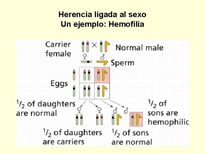 Herencia ligada al sexo Un ejemplo: Hemofilia 