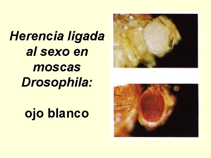 Herencia ligada al sexo en moscas Drosophila: ojo blanco 