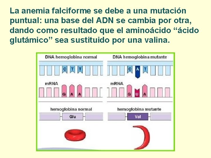 La anemia falciforme se debe a una mutación puntual: una base del ADN se