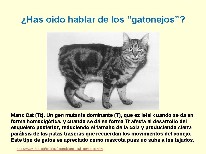 ¿Has oído hablar de los “gatonejos”? Manx Cat (Tt). Un gen mutante dominante (T),
