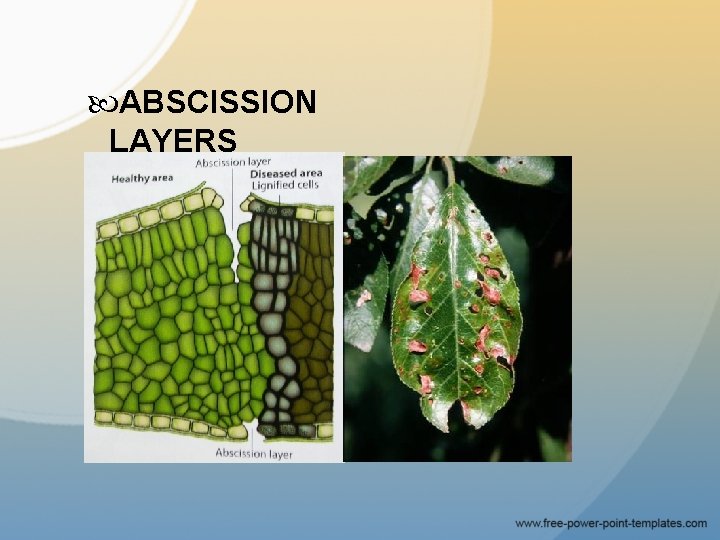  ABSCISSION LAYERS 